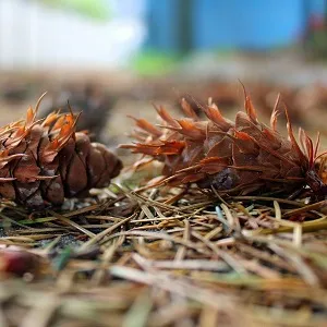 Хвойные опилки оптом в Южно-Сахалинске от завода-производителя Лигнум Ресурс