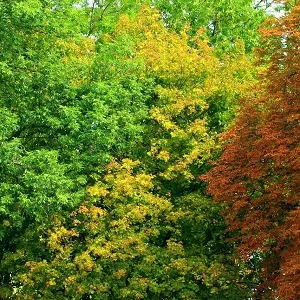 Лиственные опилки оптом в Южно-Сахалинске купить - оперативная доставка по всей России