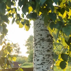 Опилки березовые оптом в Южно-Сахалинске купить - оперативная доставка по всей России