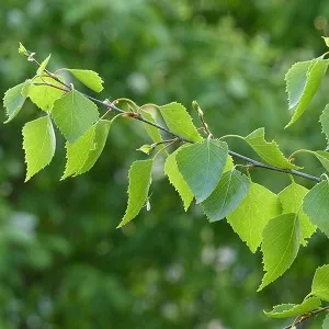 Опилки березовые оптом в Южно-Сахалинске от завода-производителя Лигнум Ресурс