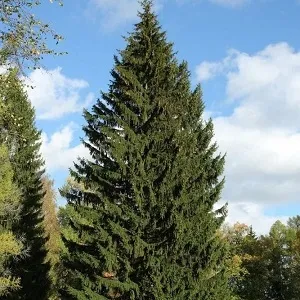 Еловые опилки оптом в Южно-Сахалинске купить - оперативная доставка по всей России