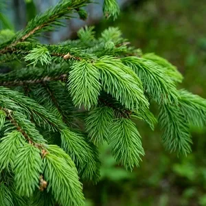 Еловые опилки оптом в Южно-Сахалинске от завода-производителя Лигнум Ресурс
