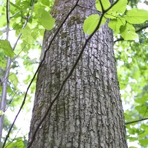 Опилки липовые оптом в Южно-Сахалинске купить - оперативная доставка по всей России