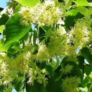 Опилки липовые оптом в Южно-Сахалинске от завода-производителя Лигнум Ресурс