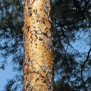 Сосновые опилки оптом в Южно-Сахалинске купить - оперативная доставка по всей России
