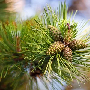 Сосновые опилки оптом в Южно-Сахалинске от завода-производителя Лигнум Ресурс