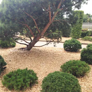 Хвойная щепа оптом в Южно-Сахалинске купить - оперативная доставка по всей России